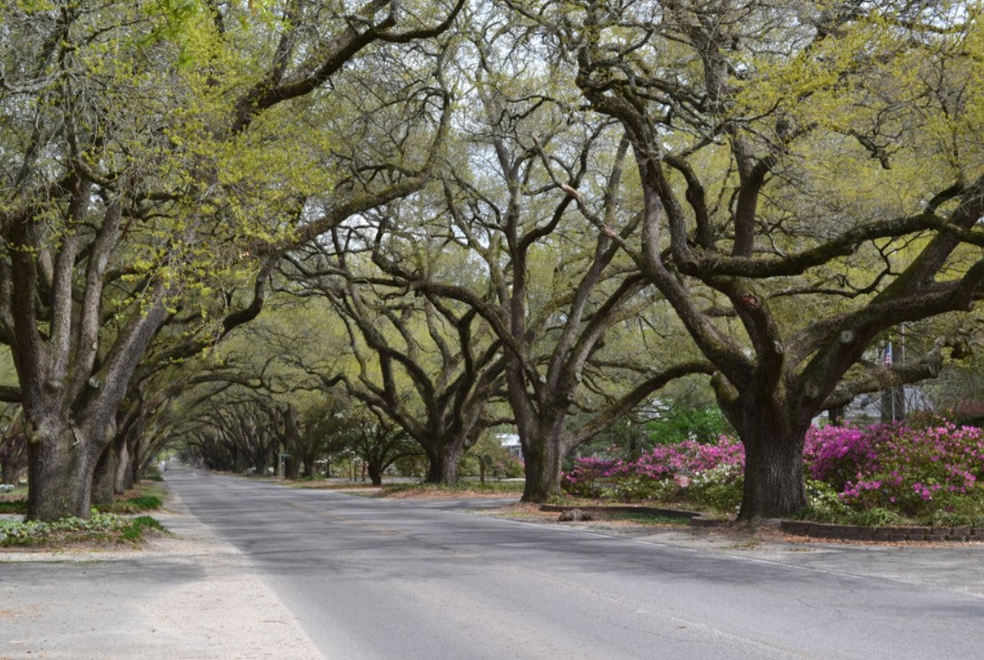 S. Boundary Aiken, SC photography by Joy Mason