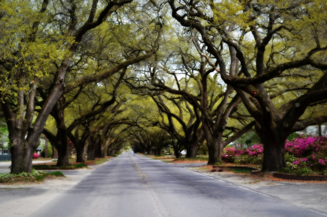 S. Boundary Aiken, SC photography by Joy Mason