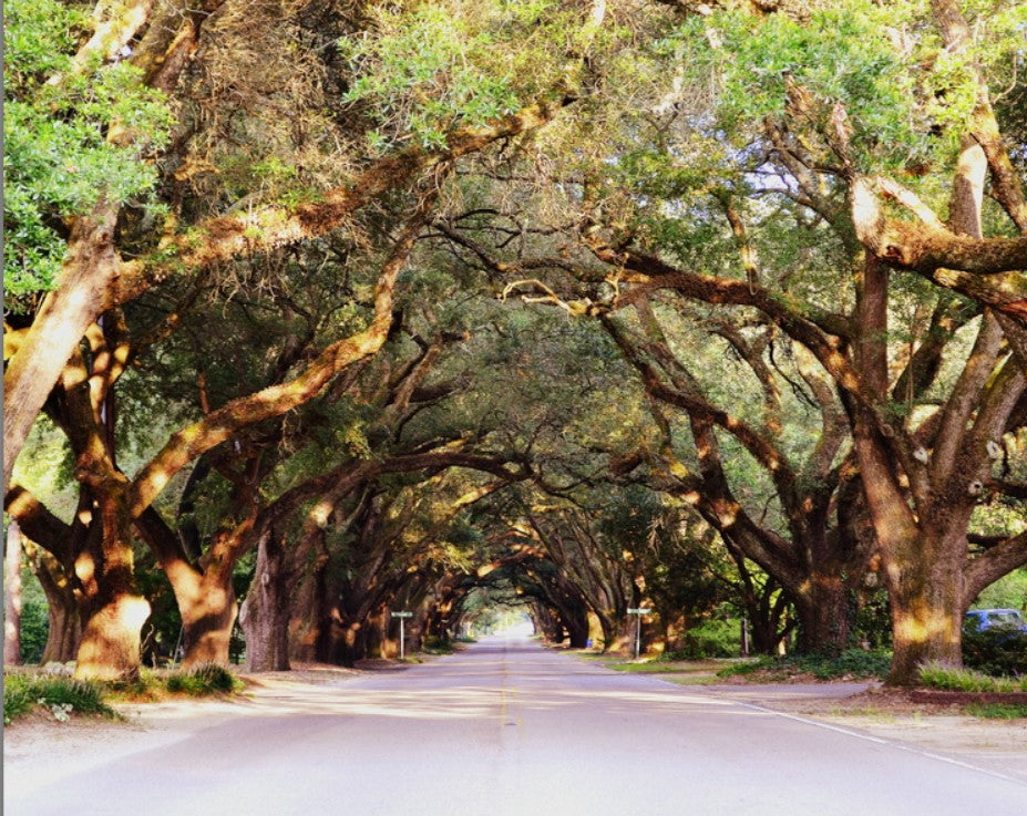 S. Boundary Aiken, SC photography by Joy Mason