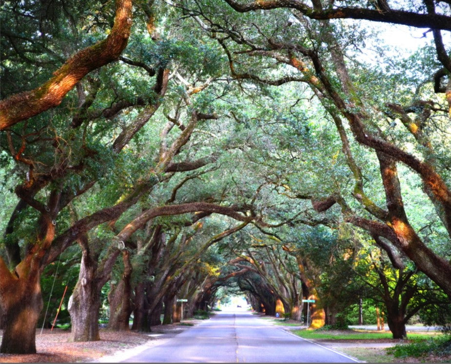 S. Boundary Aiken, SC photography by Joy Mason