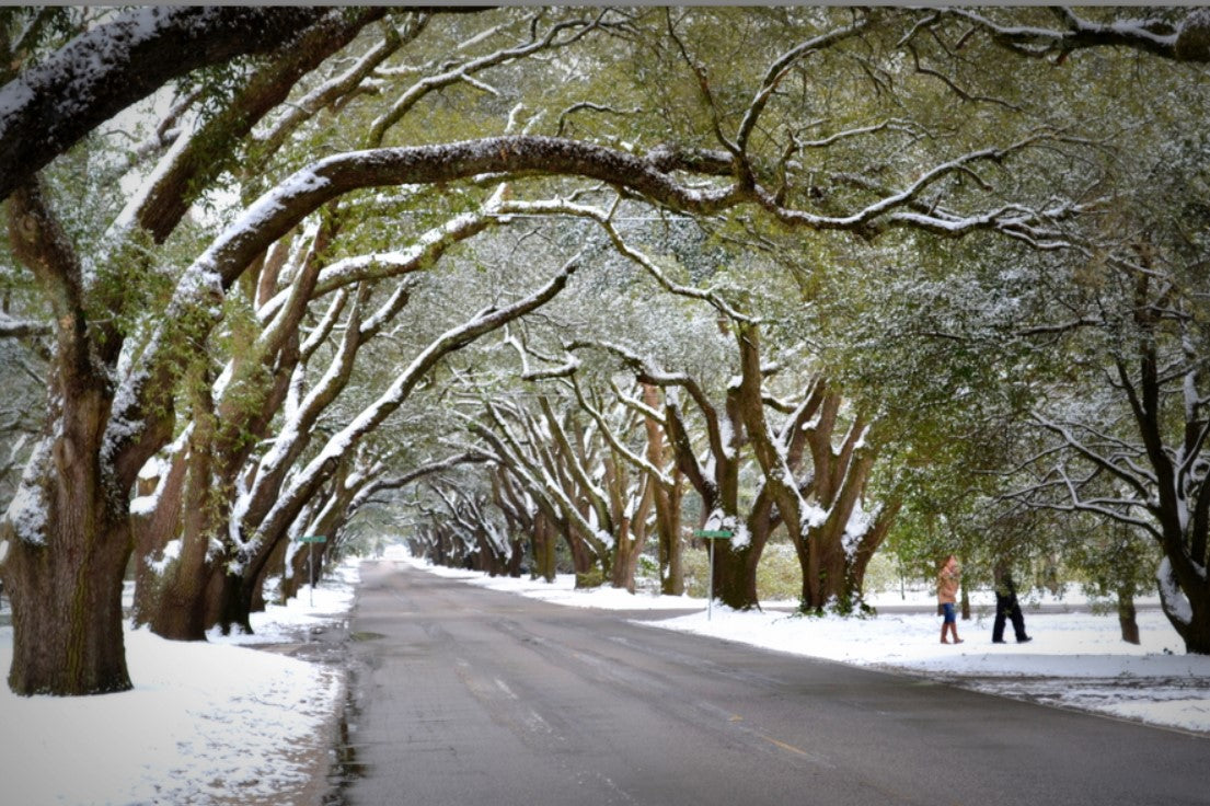 S. Boundary Aiken, SC photography by Joy Mason