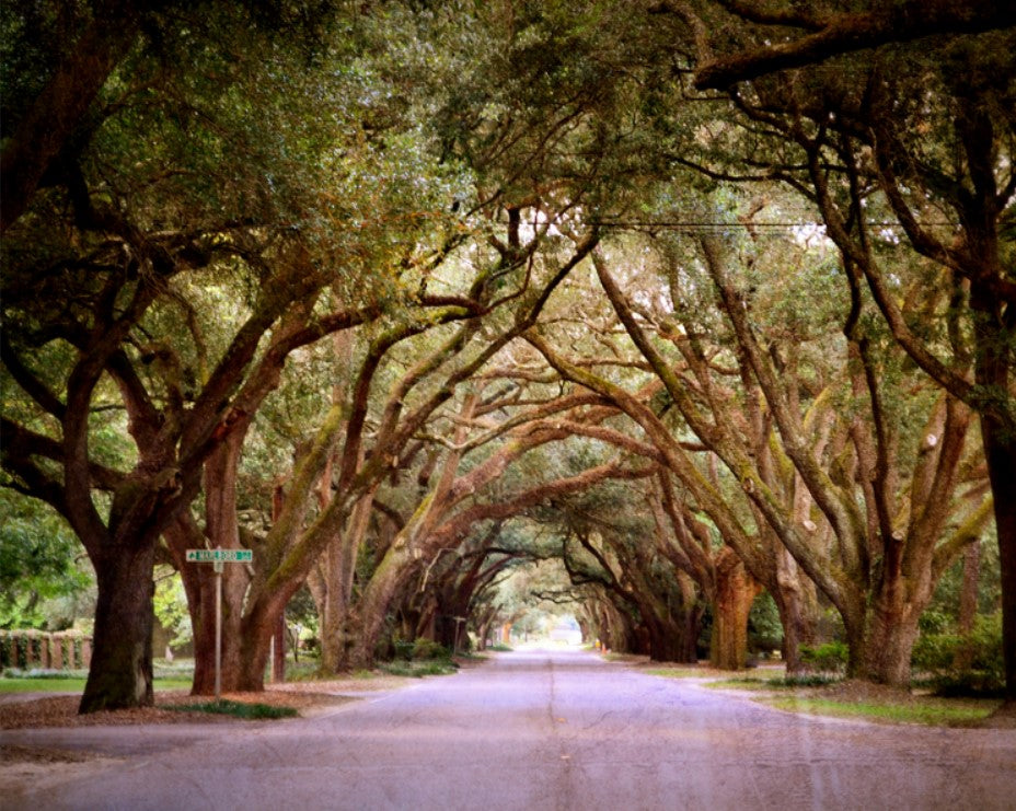 S. Boundary Aiken, SC photography by Joy Mason