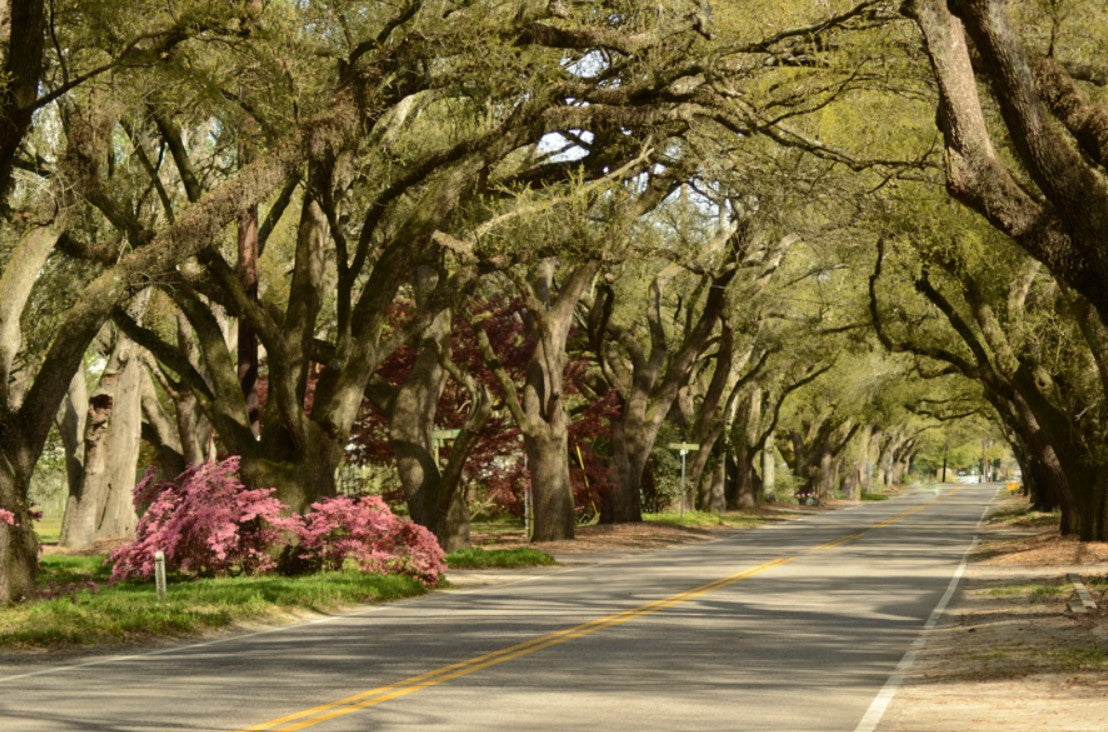 S. Boundary Aiken, SC photography by Joy Mason